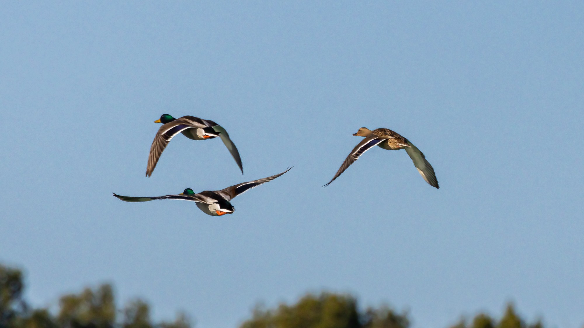 Canards col vert 2 