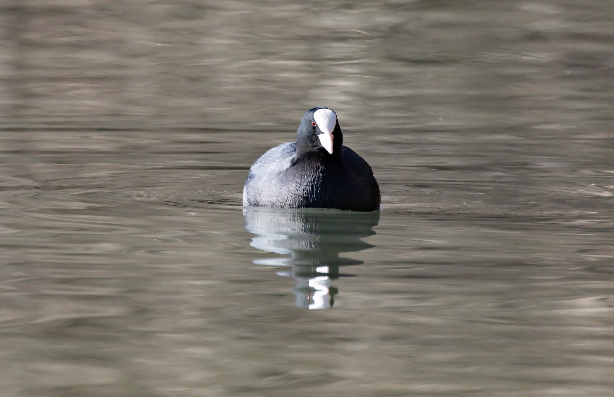 Foulque macroule 2 