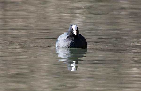 Foulque macroule 2 