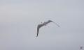 Q9a8036 mouette rieuse 1 